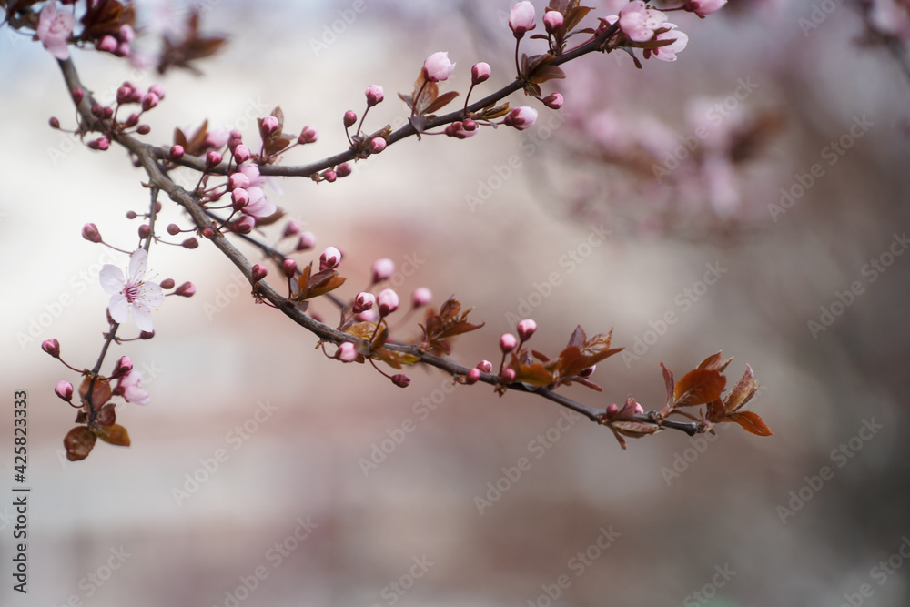 Tree buds in spring. Young large buds on branches against blurred background under the bright sun. Beautiful Fresh spring Natural background. Sunny day.