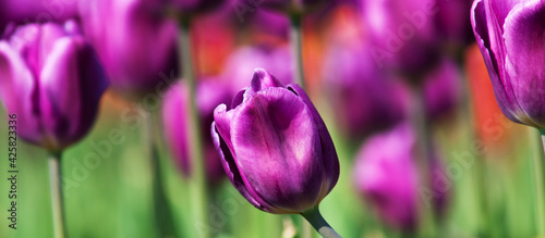 Colorful spring banner or background with blooming tulips