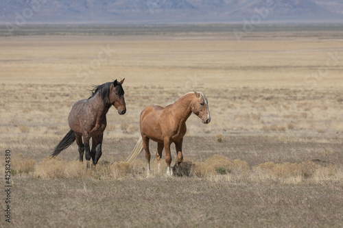 Wild Horse Stallions in Spring in the Utah desert