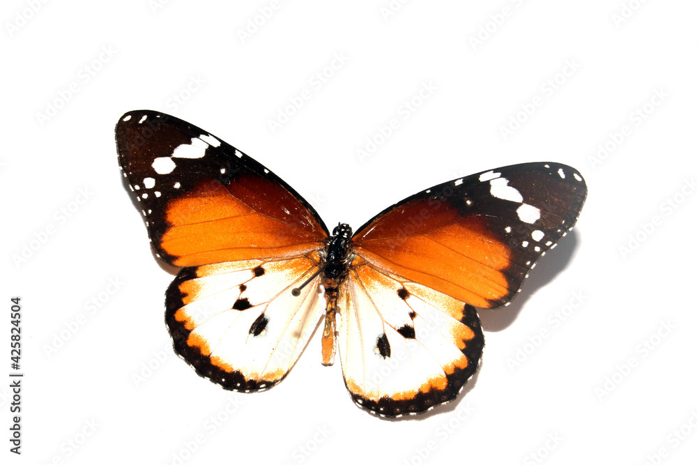 Butterfly on a White background from a Lepidoptera Collection Butterfly on a White background from a Lepidoptera Collection