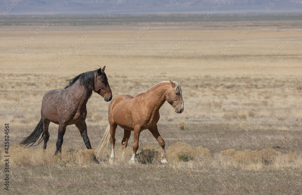 Wild Horse Stallions in Spring in the Utah desert Wild Horse Stallions in Spring in the Utah desert