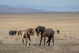 Wild Horse Stallions in Spring in the Utah desert