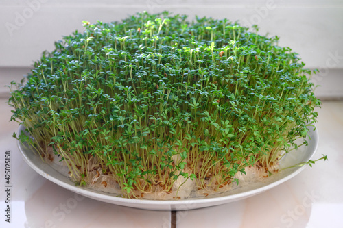 Young green cress sprouts. Indoor gardening lifestyle.