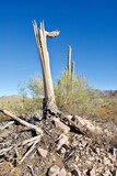 A saguaro cactus skeleton is left after the cactus dies in Saguaro National Park. Saguaro rib wood is lightweight and fairly soft. It was traditionally used by Native Americans for many uses. 