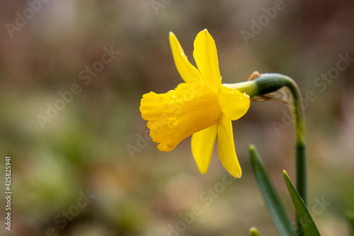 lose up of a daffodil in spring
