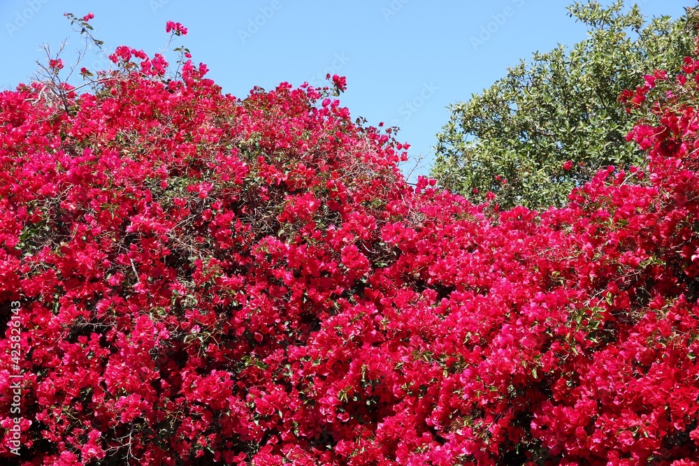 Bougainvillea flowers in California Bougainvillea flowers in California