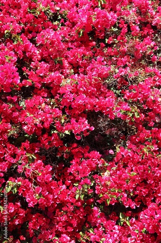 Bougainvillea flowers in California