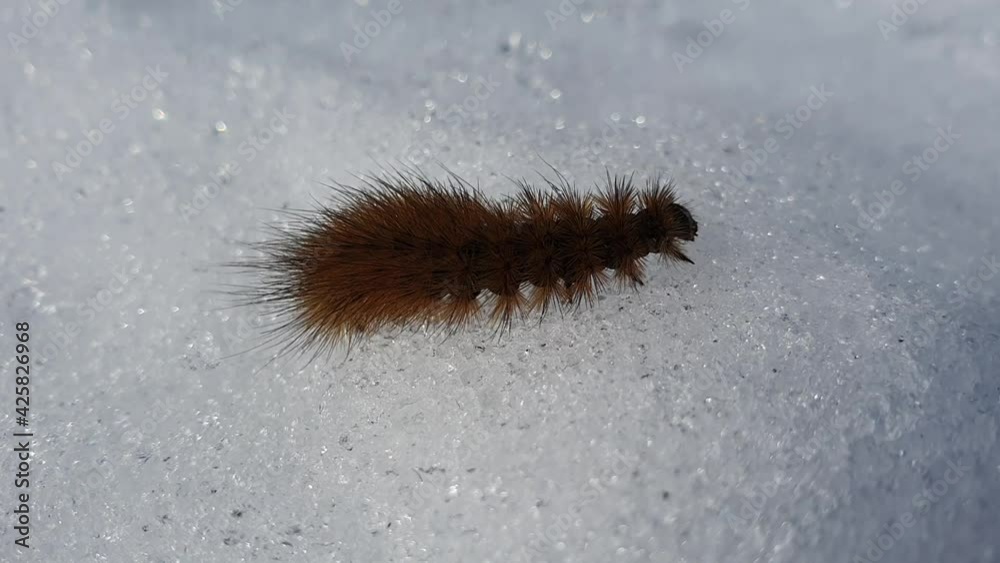 Phragmatobia fuliginosa. Caterpillar of a butterfly from the family Erebidae in spring in Siberia Phragmatobia fuliginosa. Caterpillar of a butterfly from the family Erebidae in spring in Siberia