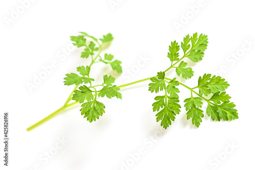 Tableau sur toile Fresh Chervil sprig