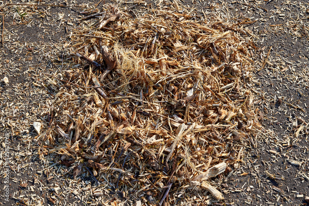 A pile of sawdust, tree bark and small twigs on the asphalt. Spring cleaning in the park. A pile of sawdust, tree bark and small twigs on the asphalt. Spring cleaning in the park.