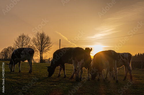 Rinder vor untergehender Sonne © Gaby Recker