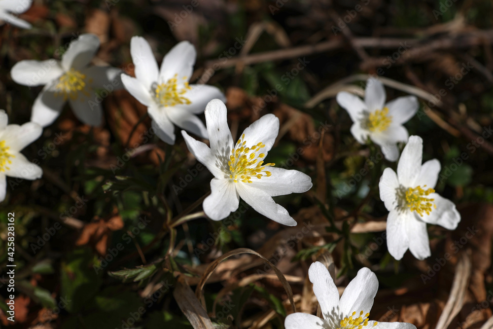Anemone nemorosa is an early-spring flowering plant in the genus Anemone in the family Ranunculaceae Anemone nemorosa is an early-spring flowering plant in the genus Anemone in the family Ranunculaceae