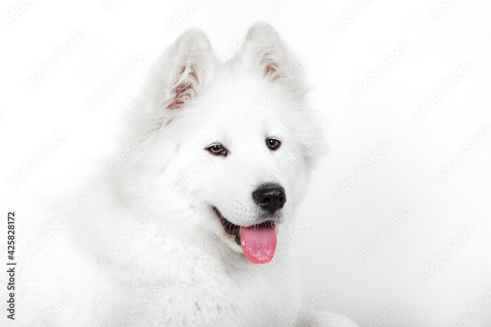 Gorgeous samoyed makes a charming and happy expression. Portrait isolated on white background