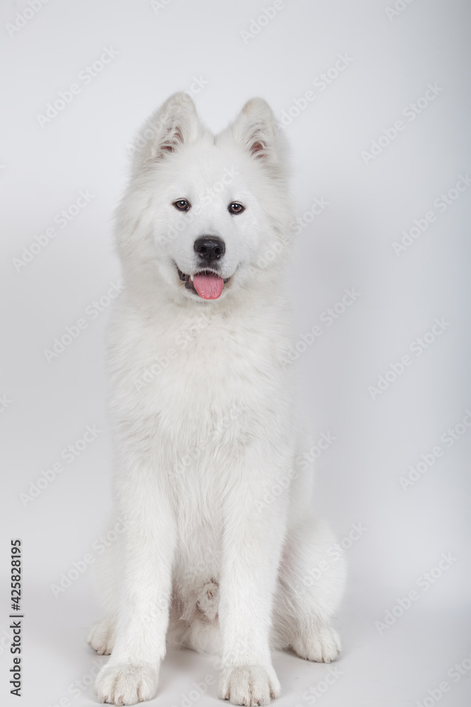 Young samoyed sitting looking at camera on a white background Young samoyed sitting looking at camera on a white background