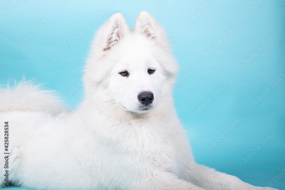 4 month old Samoyed puppy posing in studio on a blue background 4 month old Samoyed puppy posing in studio on a blue background