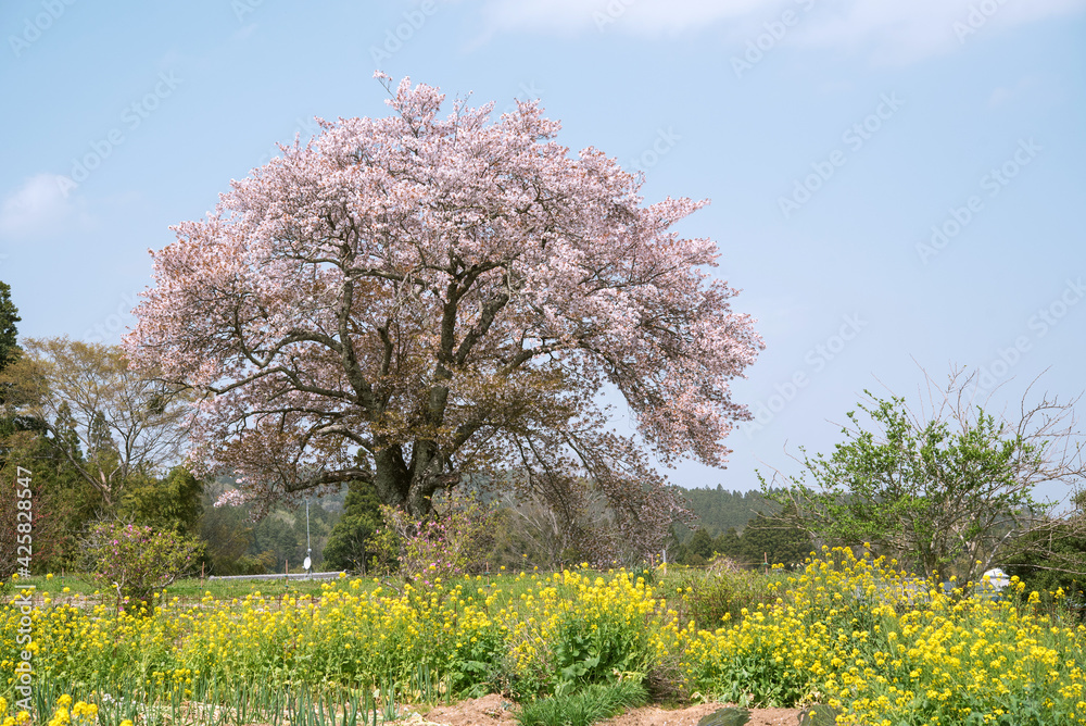 Lone cherry blossom tree and canola flowers against blue sky 一本桜と菜の花 千葉県市原市 里見の与市郎桜 Lone cherry blossom tree and canola flowers against blue sky 一本桜と菜の花 千葉県市原市 里見の与市郎桜