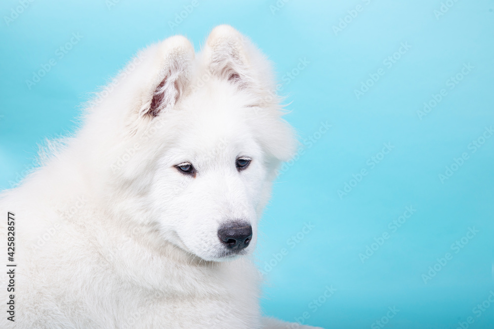 4 month old Samoyed puppy isolated on a blue background with space for text 4 month old Samoyed puppy isolated on a blue background with space for text