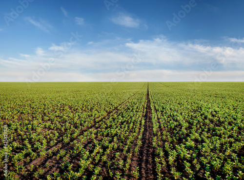 Rows of green bean beans, fava, flora, field beans field in spring. Agricultu...