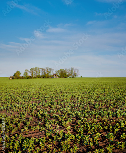 Legumes, green bean field in spring, focus on front. Agriculture view with an...