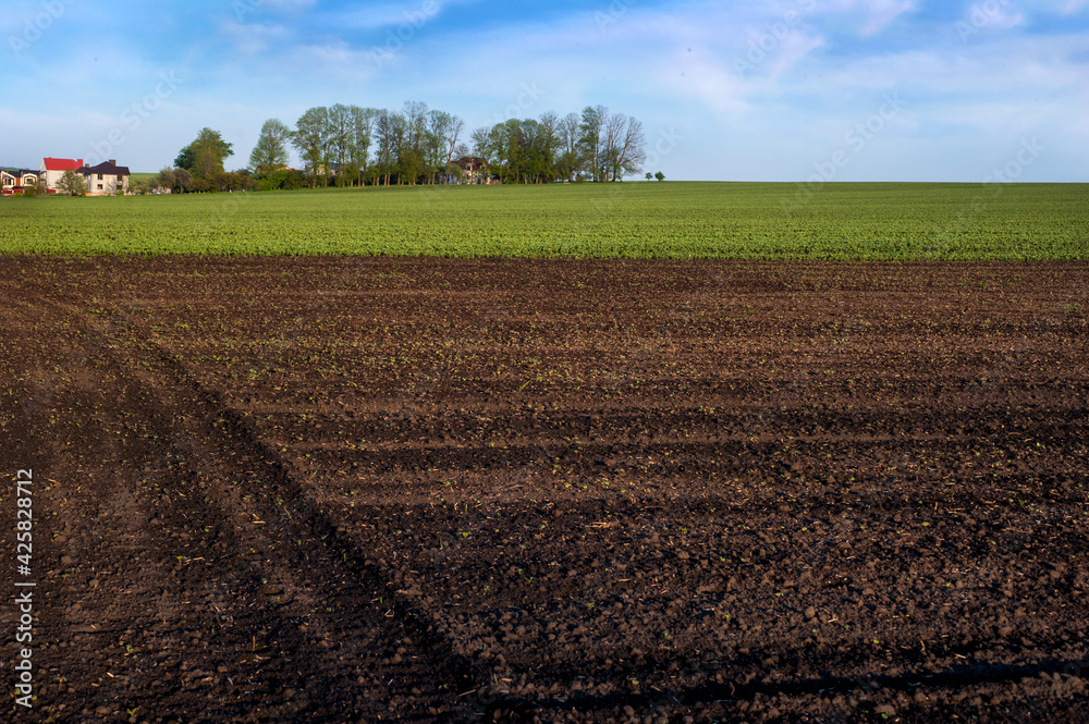 plowed field with buckwheat sprouts and a view of a green field of fava beans
