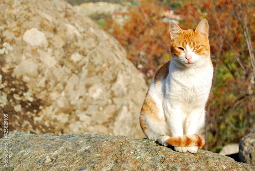 Cat sitting on the rock