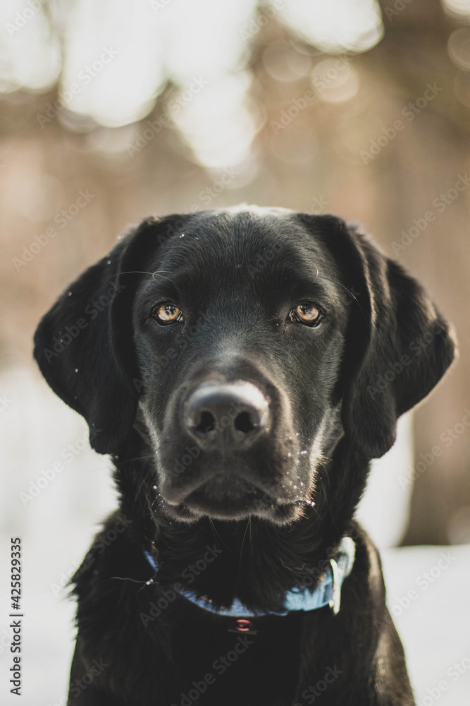 Portrait of a very serious labrador puppy