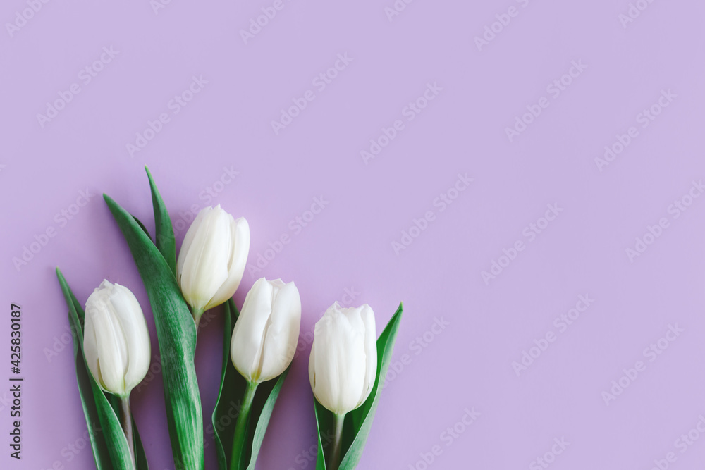 Tender white tulips on pastel violet background. Greeting card for Women's day. Flat lay. Place for text.