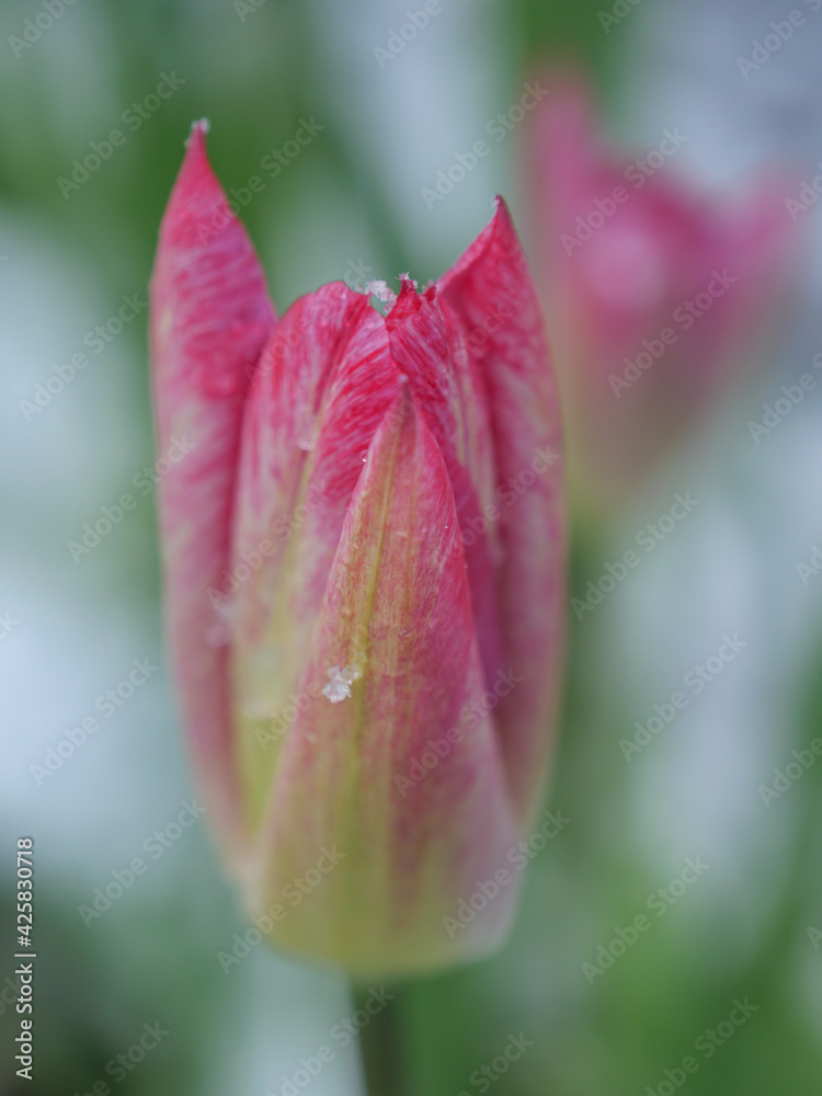 Blumen und Schnee im Garten