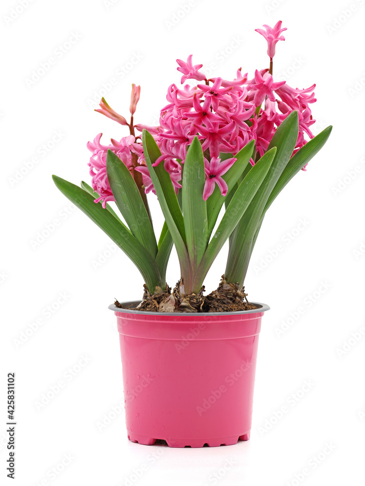 spring flower hyacinth, Hyacintus orientalis, in pink pot isolated on white background