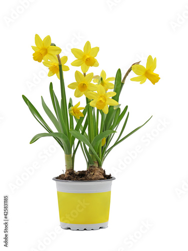 spring flower bulb, Narcissus cyclamineus in yellow pot isolated on white background
