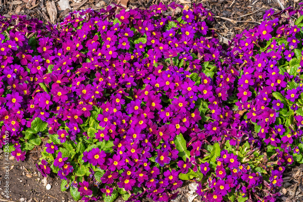 Obraz premium Primrose 'Wanda' (primula x pruhonicensis) a spring flowering plant with a red to purple springtime flower between February and May, stock photo image