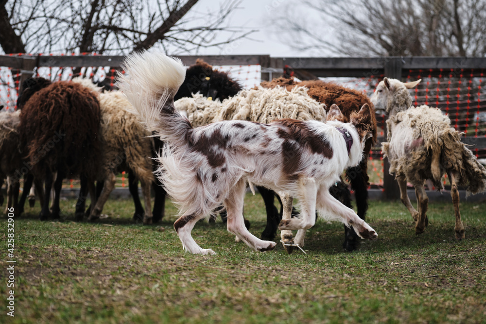 Fototapeta premium The smartest breed in the world. Red Merle fluffy border collie learns to herd a flock of sheep in a pen. Sports standard for dogs on the presence of herding instinct.