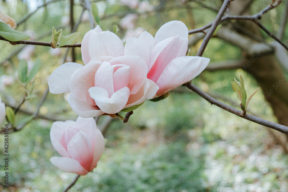 Fototapeta premium Magnolia tree with pink flowers in springtime