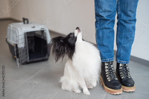 Dog papillon in a cage for safe transport.