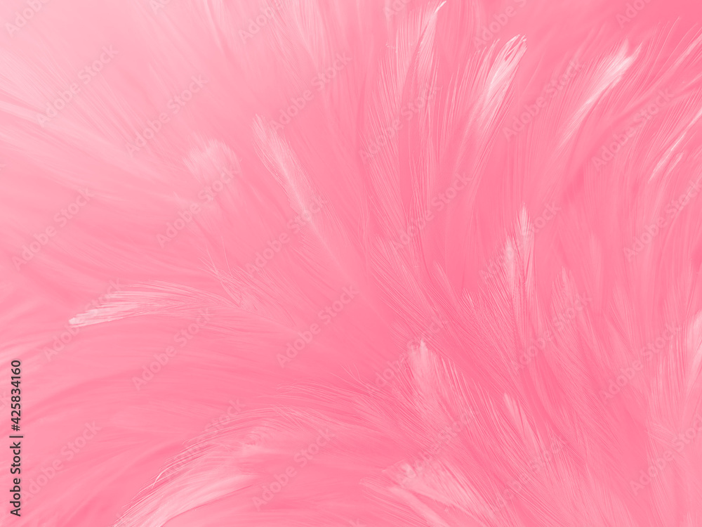 Soft Pink Feathers Texture Background. Stock Photo, Picture and