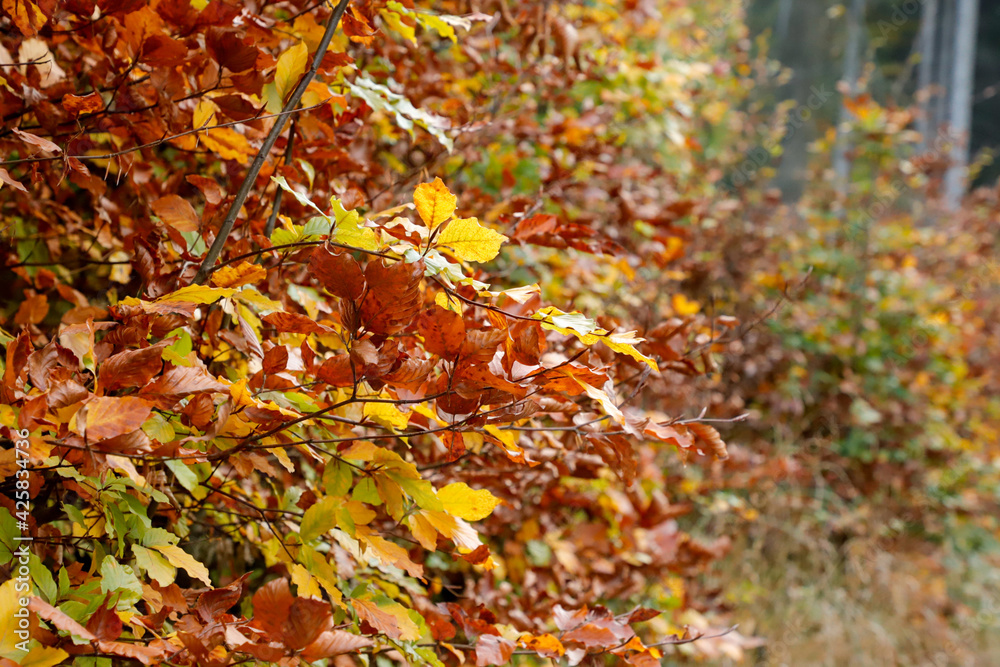 Autumn maple leaves in colors