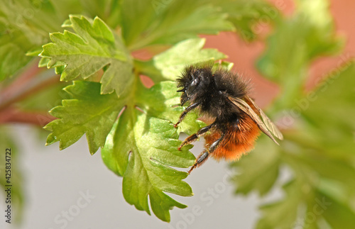 Gehörnte Mauerbiene (Osmia cornuta) photo