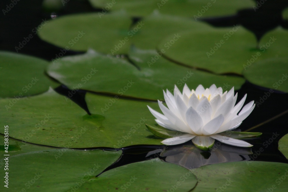 白色の睡蓮の花