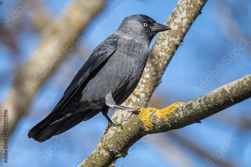 A beautiful black city crow sits on a tree.