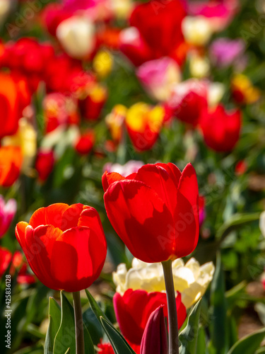 Tulips