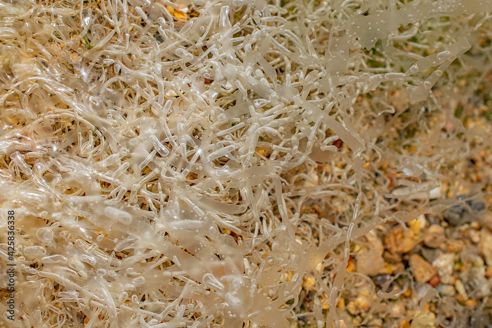 Translucent fronds of air filled gutweed seaweed in a pool Translucent fronds of air filled gutweed seaweed in a pool