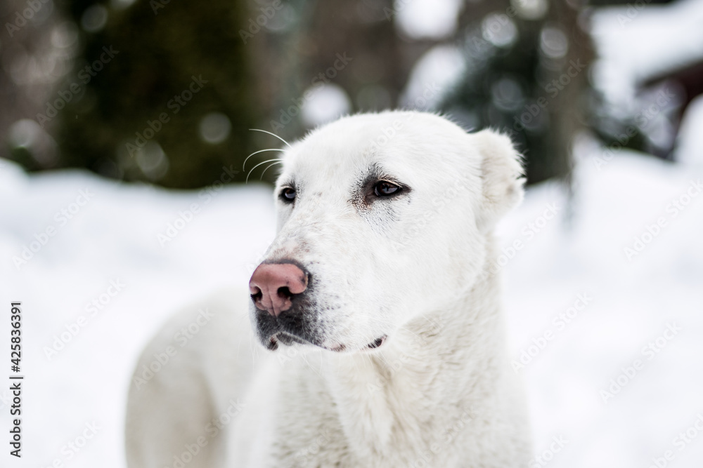Portrait of a white female asian shepherd dog in snow Portrait of a white female asian shepherd dog in snow