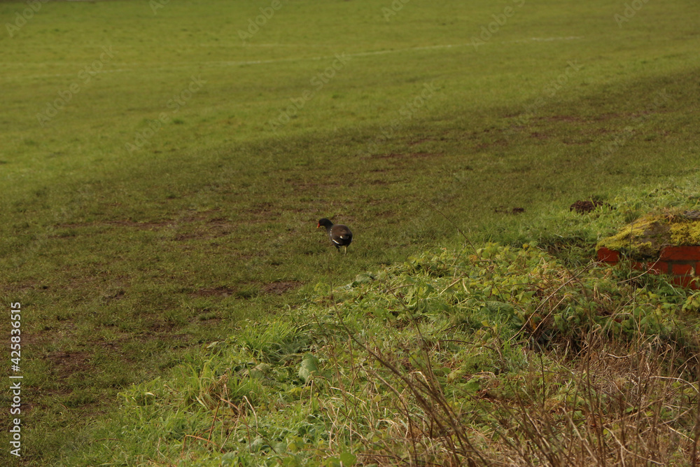 Songbirds frolicking in the wild Songbirds frolicking in the wild