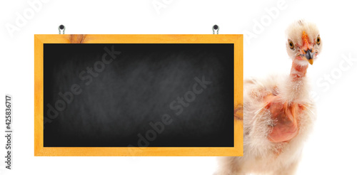 Funny naked neck chicken and blank message chalkboard photo