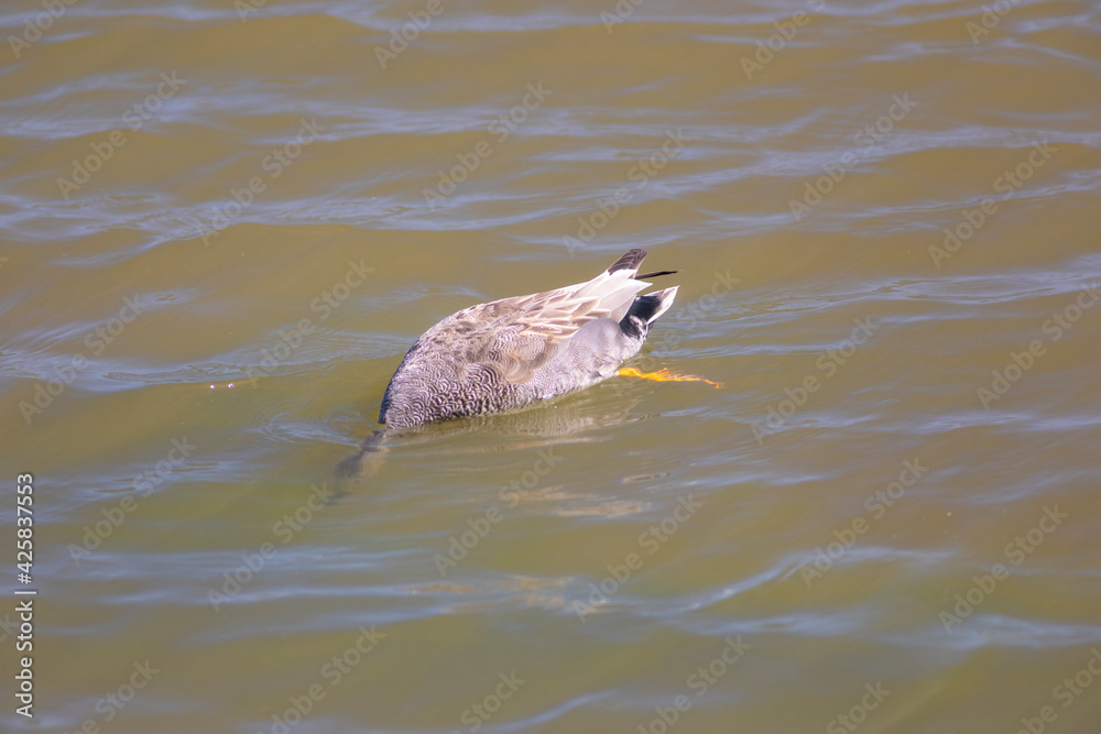 Fototapeta premium Ánade friso macho (Mereca strepera) buceando