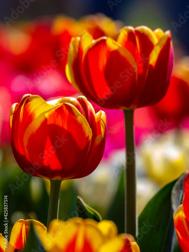 Tulips © ClaudioArnese