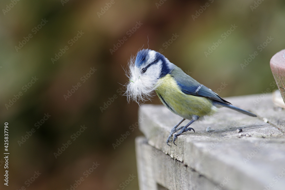 die kleine blaumeise hat tierhaare gesammelt für den nestbau die kleine blaumeise hat tierhaare gesammelt für den nestbau