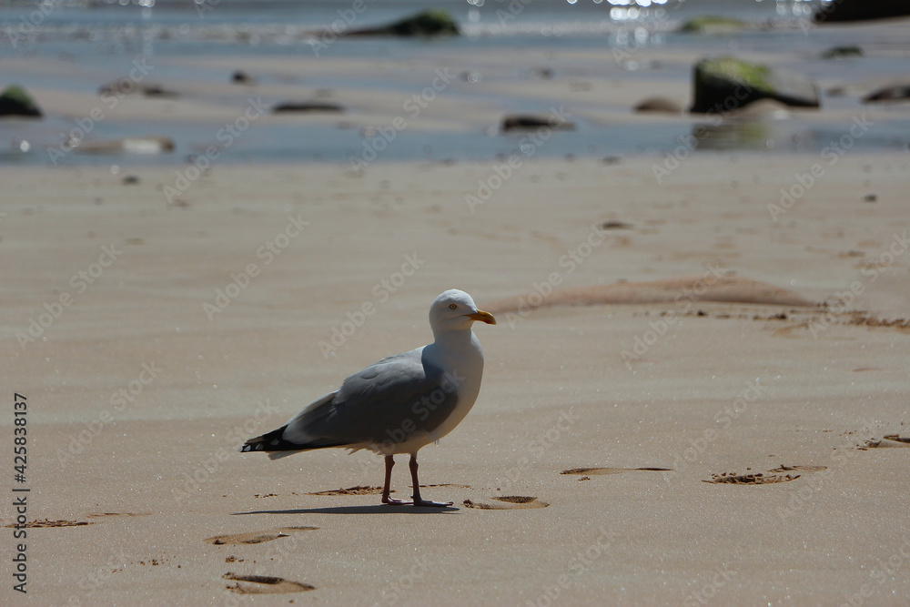 Gull hunting for chips in the wild Gull hunting for chips in the wild