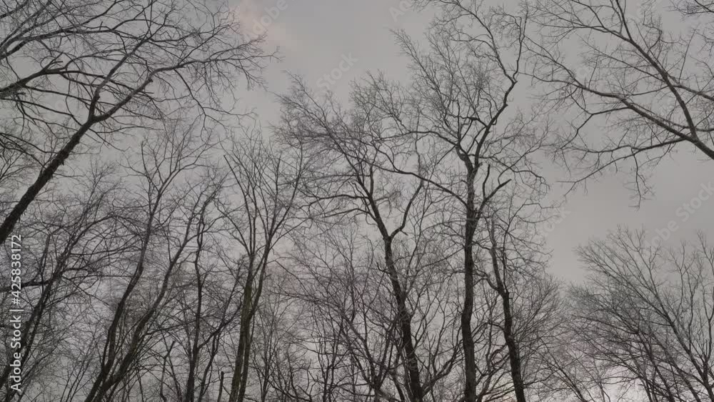 Low angle view of bare trees in winter forest at dusk Low angle view of bare trees in winter forest at dusk