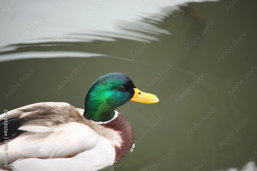 Fototapeta premium Mallards playing on the water in the river
